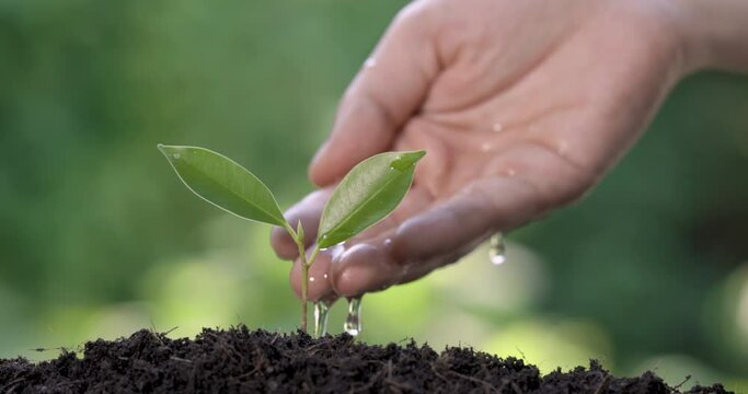 Hand of women watering plant the seedlings after planting.