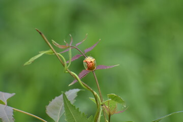 Close up of a Golden Tortoise Beetle (Aspidimorpha sanctaecrucis)