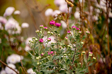 Цветы разные осенние