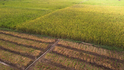 Aerial view of rice fields in the evening