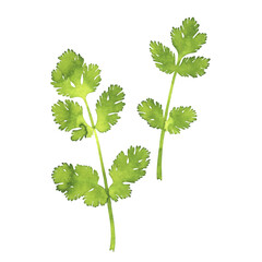 Isolated watercolor cilantro herb on white background