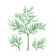 Isolated watercolor dill herb on white background