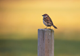  Eurasian tree sparrow, Pilfink (Passer montanus).