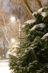 First snow, silence in the park