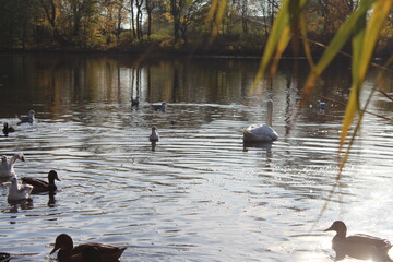 ducks on the lake
