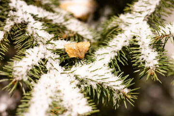 The first snow fell to the ground
