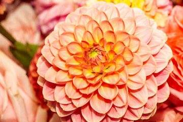Floral composition of dahlia flowers. Close up of arty, bright red and pink color  blooms of...