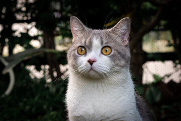 Naklejka na ściany i meble scottish fold cat are sitting in the garden with green grass.
