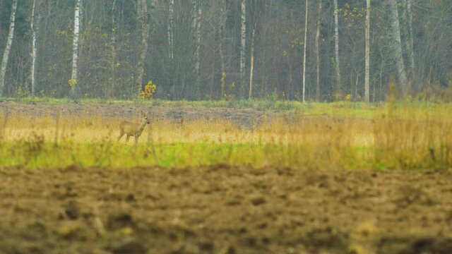 Young European roe deer (Capreolus capreolus) walking and eating on a field in overcast autumn day, medium shot from a distance