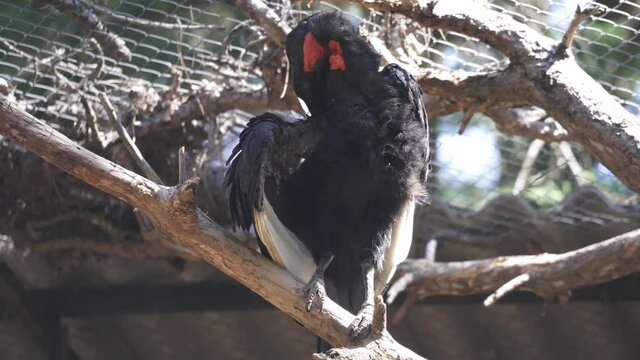 Southern ground hornbill on a branch cleaning hs feathers in a zoological park