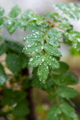 Young green leaves on a branch after rain on a blurry background. Seasons.