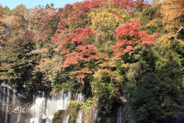 Fototapeta na wymiar Japanese people have appreciated the beauty of fall foliage since ancient times.