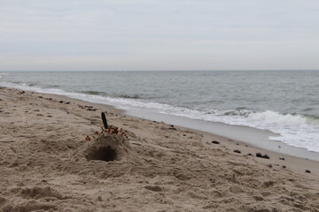 dog on the beach