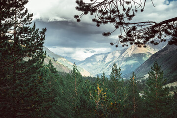 view of the mountain gorge and pine forest