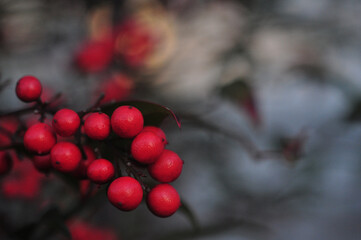 赤い沢山の実がなった木