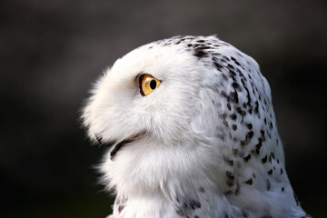 The snowy owl (Bubo scandiacus) is a large, white bird of the true owl family. It is sometimes also...