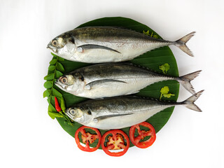 Close up view of fresh Finletted Mackerel Fish/ Torpedo Scad Fish decorated with curry leaves , tomato,lemon slice and herbs on a white Background.Selective Focus.