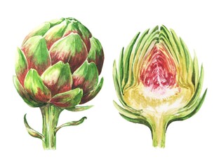 Watercolor artichoke with cut isolated on white background. Watercolour food illustration.