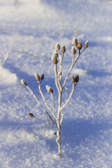 Winter wood in the Middle Volga region, Samara, Russia.	