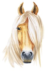 Horse head watercolor illustration on white background. Animal watercolour. © Ann Lou