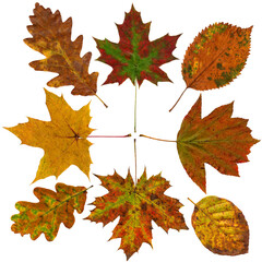 Colorful autumn leaves collection, isolated on white
