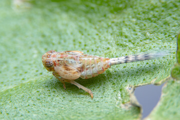 Close up of the Brown planthopper on green leaf in the garden. Macro of Nilaparvata lugens (Stal) on green brunch with blurred of green background