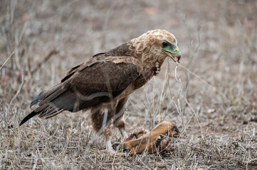 Fototapeta premium Juvenile bateleur eagle eating from the scull of a dead impala