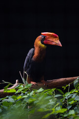 red billed toucan in tree in the zoo