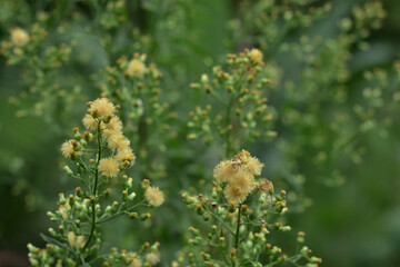 Dandelion seeds in the sunlight blowing away across a fresh green morning background. Hd image and large zise