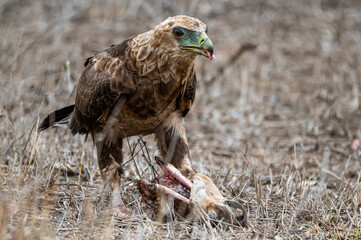 Immature Bateleur eagle feasting on a piece of meat extracted from an impala scull