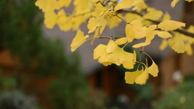 Close up of a yellow leafs of a Ginkgo Biloba tree, Maidenhair tree, Ginkgophyta during the autumn season. Fall season. Selective focus