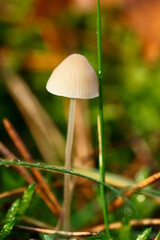 mushroom in the forest