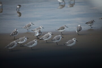 波打ち際に群れるウミネコの子供たち