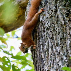Red squirrel playing in the wood