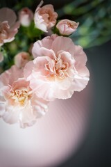 Pink carnations flowers in pink vase, top view, copy space