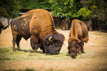 Fototapeta premium buffalo family in the zoo