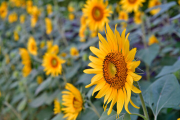 Fototapeta premium ひまわり