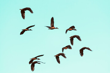 Patos
