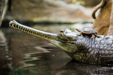 indian gavial in the zoo