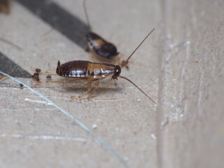 Close up shot of cockroach that trapped on a sticky trap