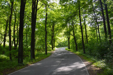 Fototapeta premium road in the forest