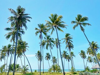 Fototapeta na wymiar Praia do Forte - Bahia
