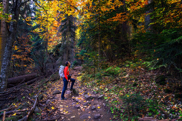 Fototapeta premium Autumn forest with bright colors of autumn and yellow and red foliage and a middle-aged man with a backpack walking through the forest.