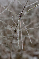 frost on a leaf