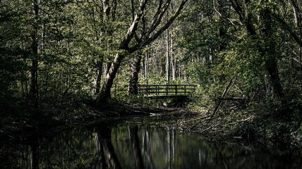 Dutch forreest and river reflection in the water