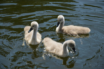 Obraz premium swans on the lake