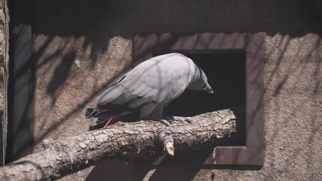 Grey parrot, Perroquet jaco, walking on a branch at a zoo attraction park