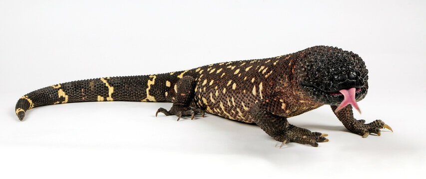 Skorpion-Krustenechse // Mexican beaded lizard  (Heloderma horridum horridum)