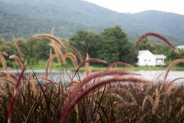 Relaxing view of reeds grass flower