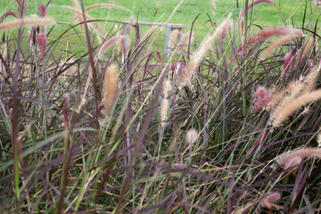 Relaxing view of reeds grass flower